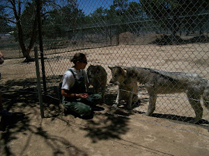 WWolf-dog pups at NM wolf Sanctuary