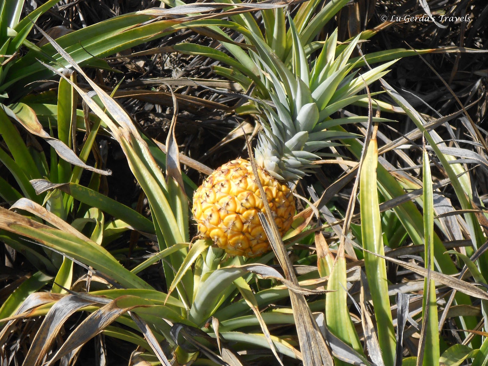 Bathurst Big Pineapple
