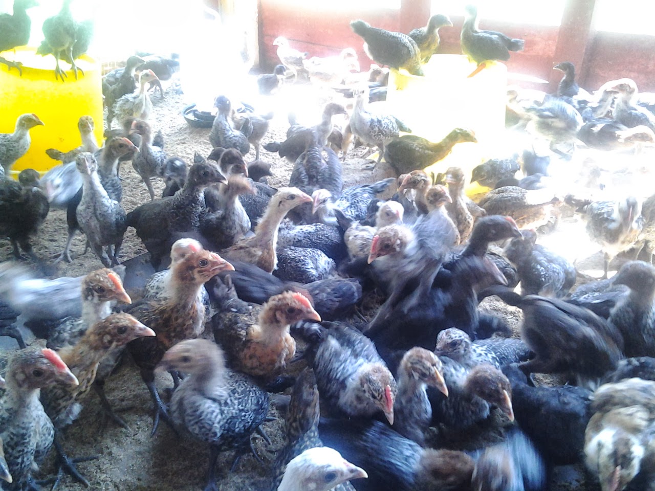 Aku Penjual Ayam