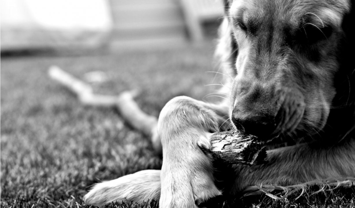 Black And White Dog Images Widescreen HD Wallpapers Black And White Dog Images Widescreen HD Wallpapers