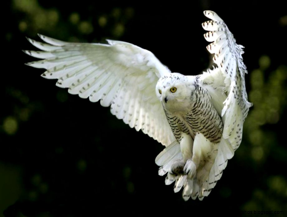 White Owl Hd Wallpaper Your HD Wallpaper ID65362 White Owl Hd Wallpaper Your HD Wallpaper ID65362