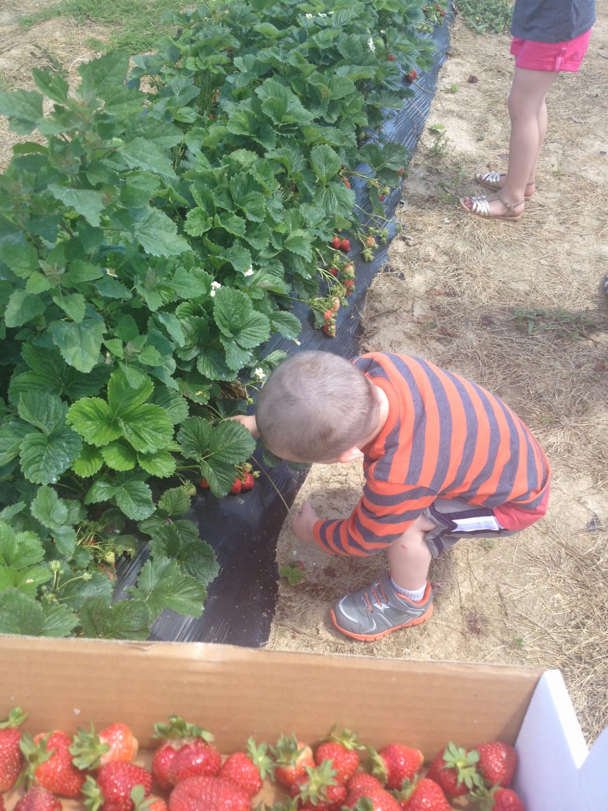 Two It Yourself How to Hull Strawberries With a Straw