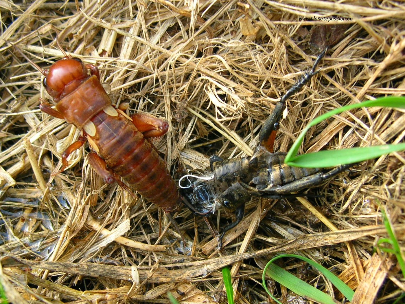 French wildlife and beekeeping Crickets and a few selected photos and