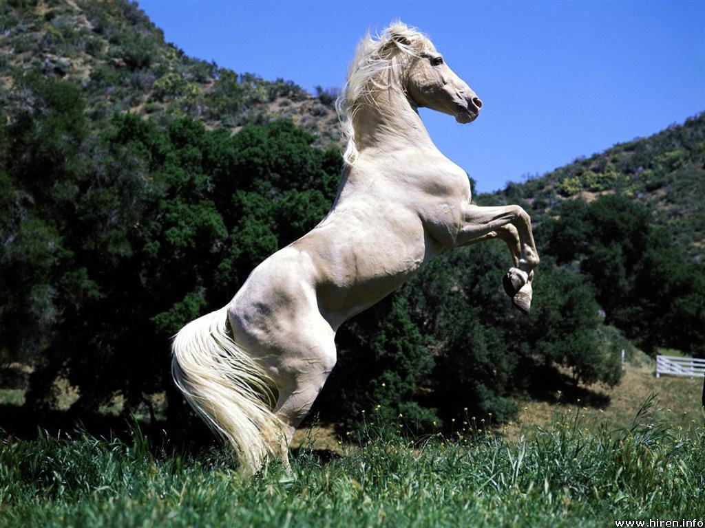 Beautiful Wallpapers White Horse Wallpapers