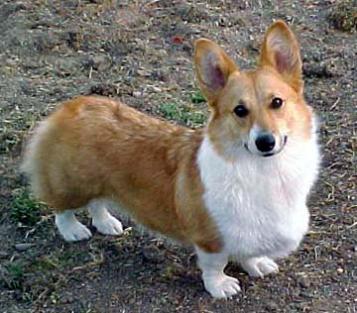 how much is a corgi puppy usa puppy pictures how much is a corgi puppy usa puppy pictures