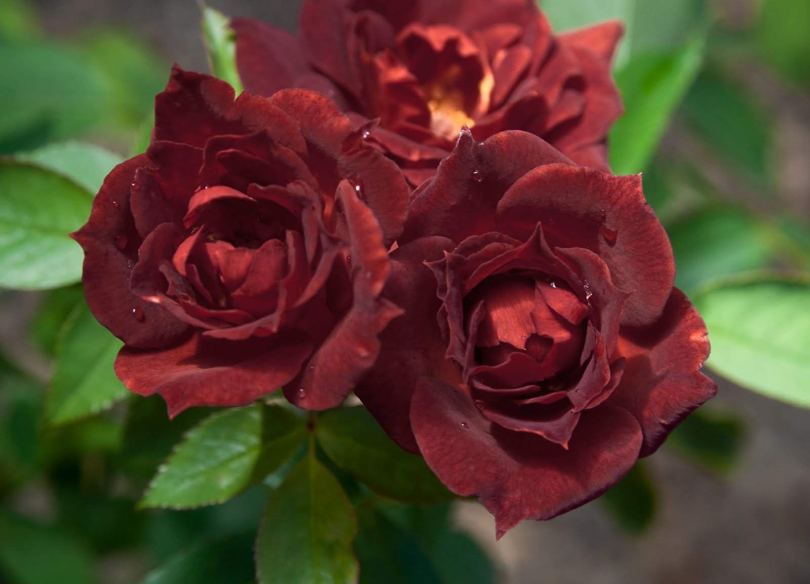 Wedding Flowers: Brown Roses Wallpapers 2012