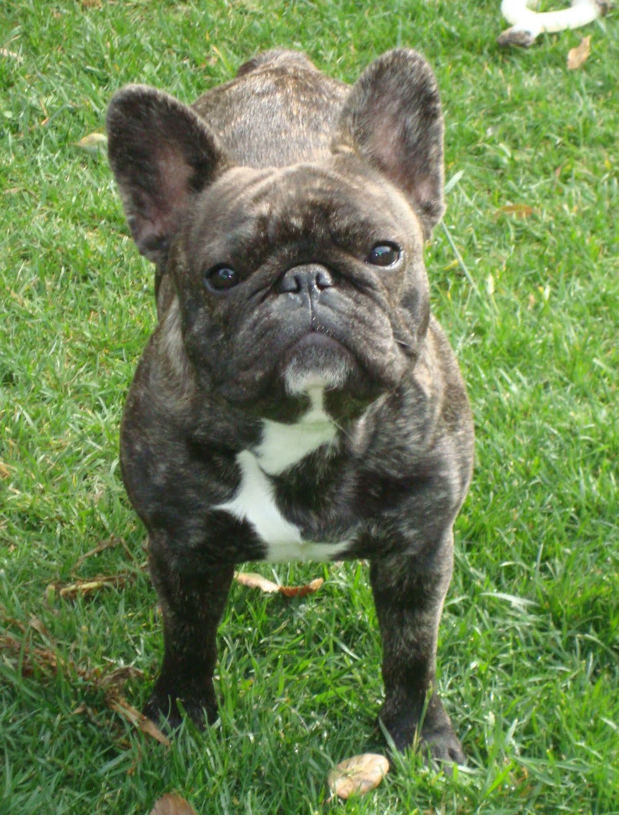 LilyBelle Frenchies Sweet Daphne, Our brindle French Bulldog Cutie