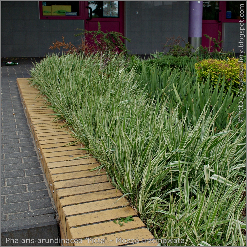 Phalaris arundinacea 'Picta' - Mozga trzcinowata 'Picta'