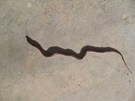 ular Subhanallah! Ular Berkaki Empat di Malaysia 