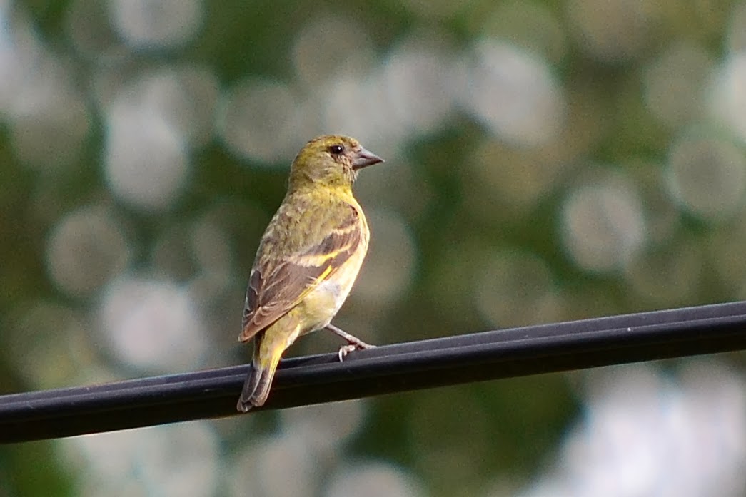Aves de La Floresta Cabecita negra