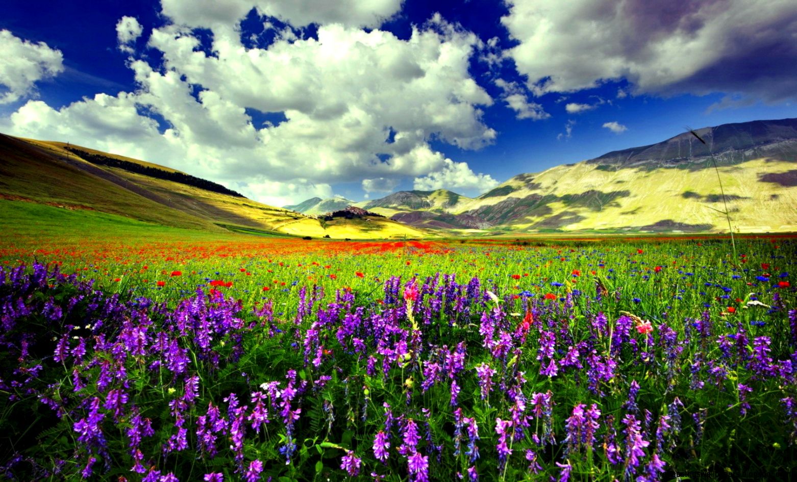 Flowers Pretty Colorful Beautiful Wildflowers Nice Hills Field Flowers Pretty Colorful Beautiful Wildflowers Nice Hills Field