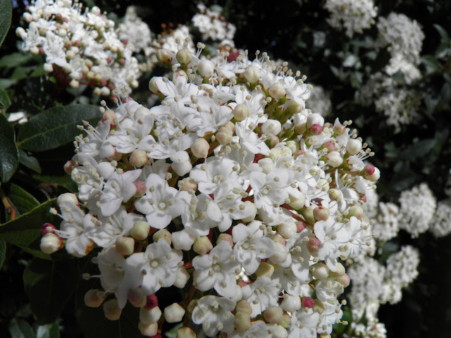 DURILLO -  FLOR EN FEBRERO