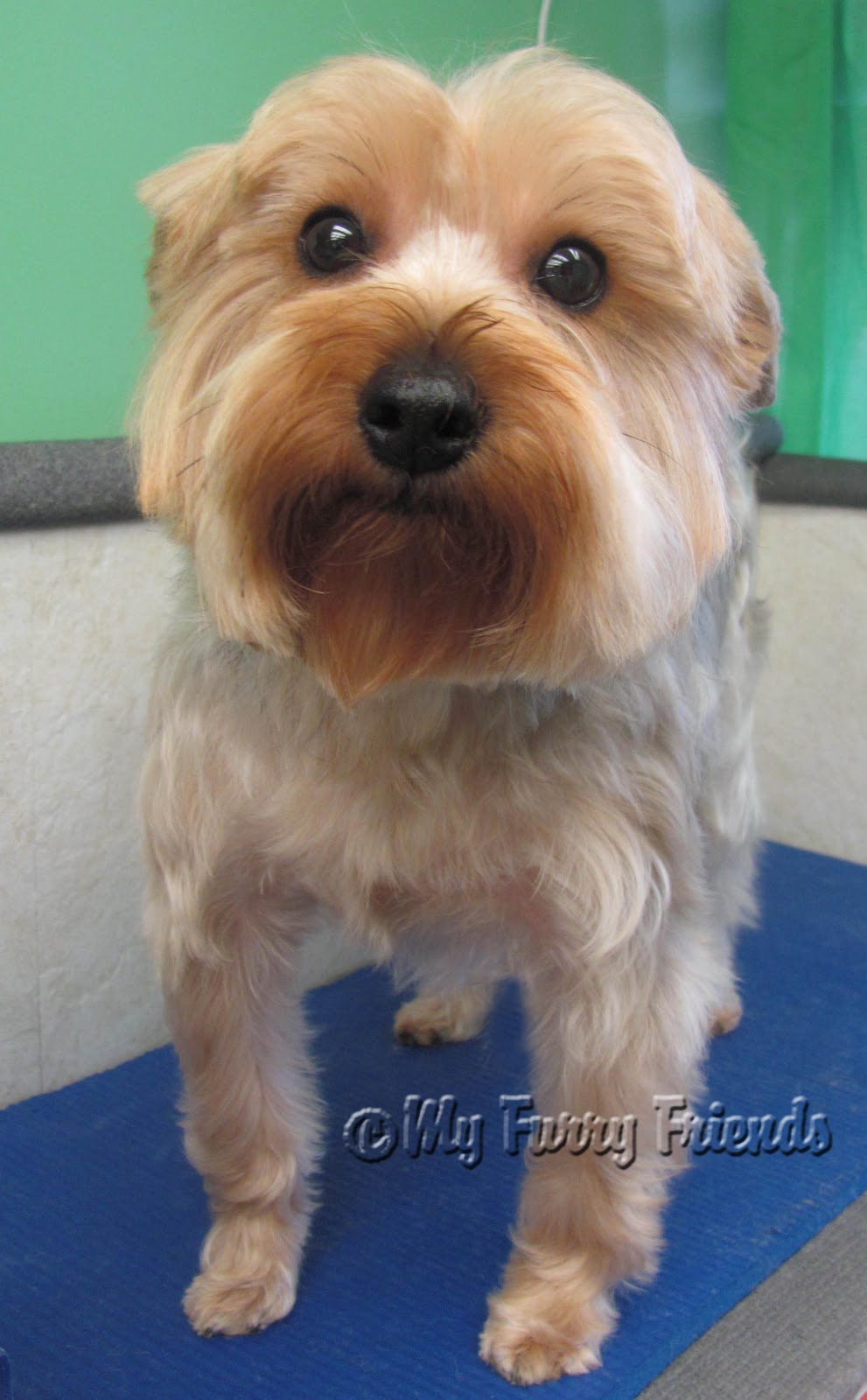 trimming yorkies ears grooming yorkie ears grooming a yorkie yorkie haircuts with floppy ears trimming yorkies ears grooming yorkie ears grooming a yorkie yorkie haircuts with floppy ears