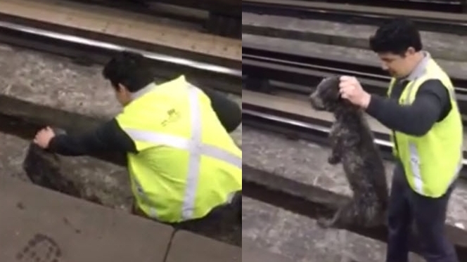 White Wolf : Train Conductor Stops Train and Rescues Dog
