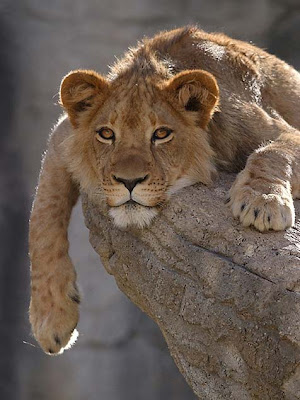 Most powerful animals