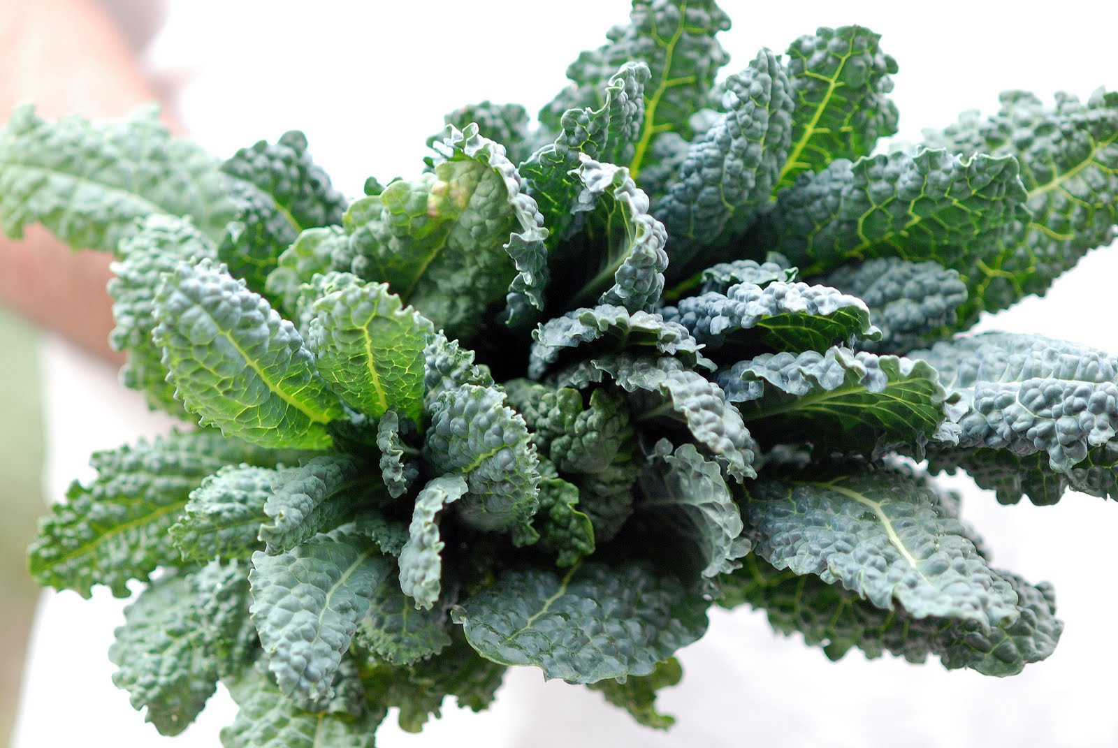 dinosaur kale lacinato dinosaur kale lacinato
