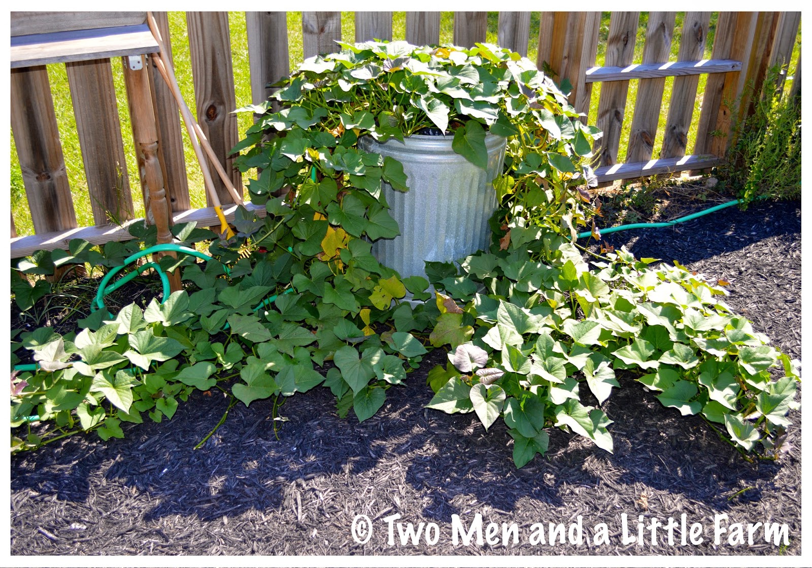 Two Men and a Little Farm CONTAINER GROWN SWEET POTATO HARVEST MONDAY