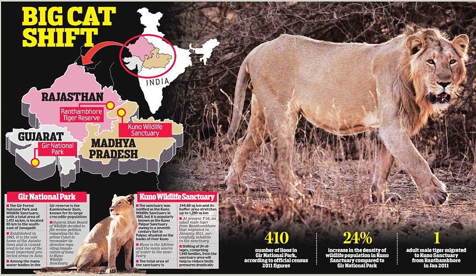 Latest News on Asiatic Lion: Pride of Gujarat gets a new home in Madhya  Pradesh as Gir lions move to Kuno sanctuary