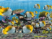 #3 Fish Wallpaper