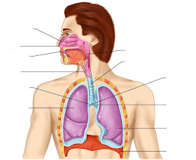 CLASS BLOG: BIO 202 Respiratory System Worksheet