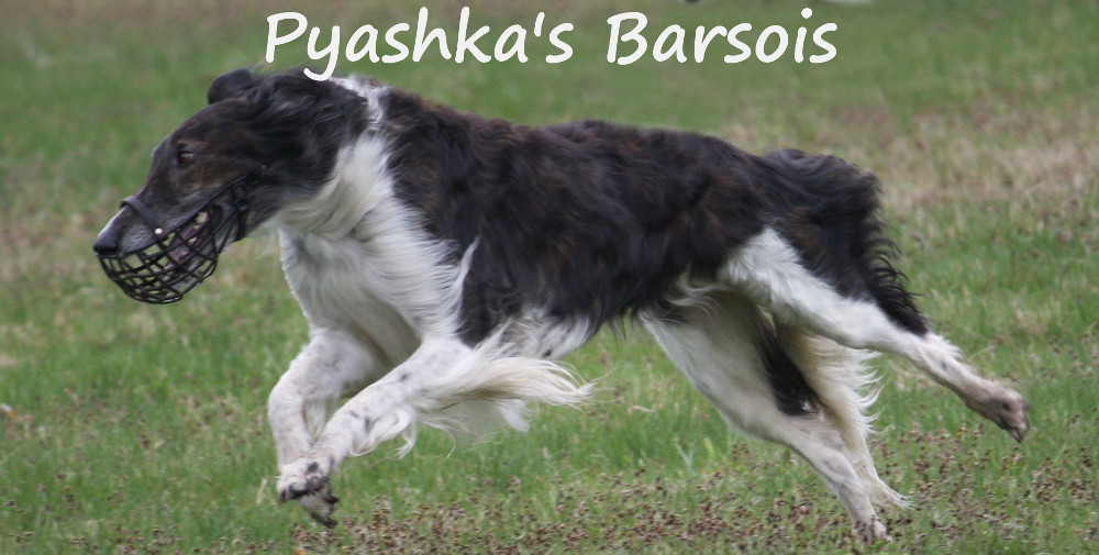 Pyashka's Barsois
