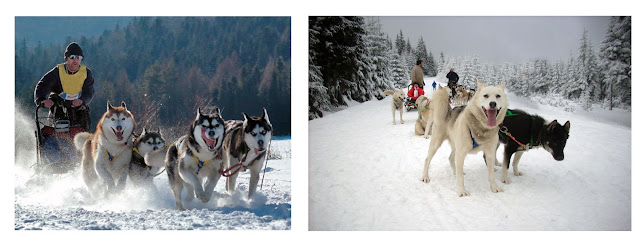 psie zaprzęgi, wózki zaprzęgowe dla psów, syberian husky, alaskan malamute