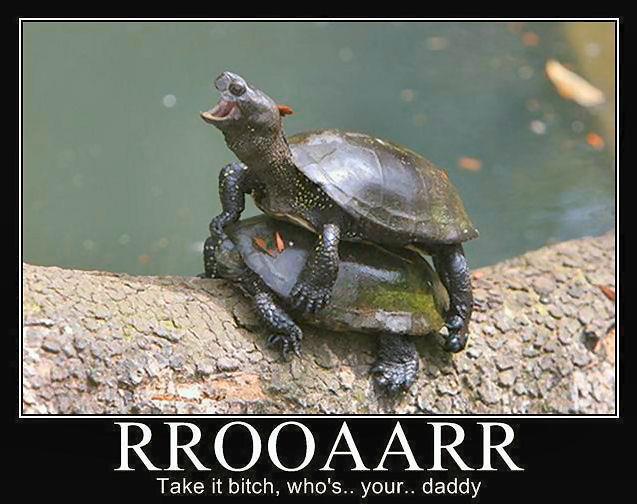 TurtleSex.jpg