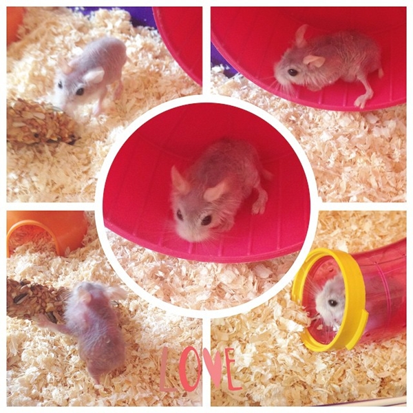 Tony hamster