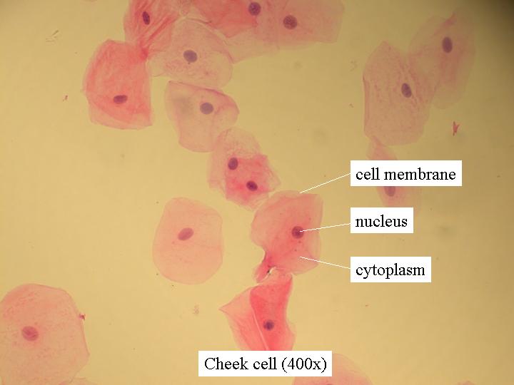 Cheek Cell Parts