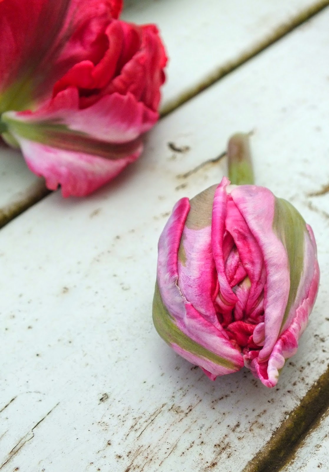 Edible flowers Tulip Icecream Bowls