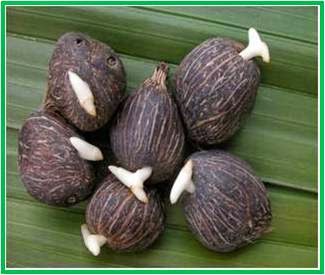 Kecambah Kelapa Sawit Kecambah Kelapa Sawit