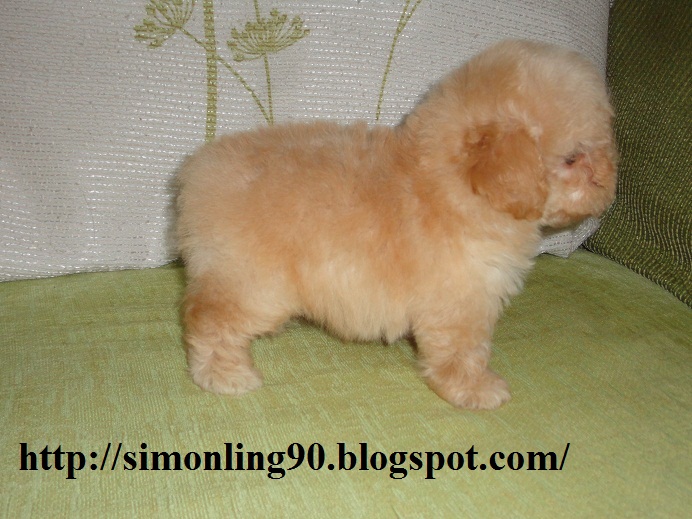 Light Brown Poodle