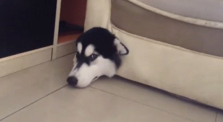 White Wolf Dog Ignores Bone Chews Couch Instead And Gets Stuck