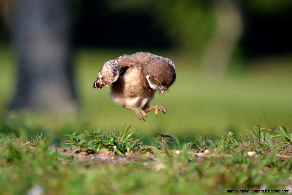 Barn Owlet Jumping on Lunch Baby Farm Animals Wallpaper Barn Owlet Jumping on Lunch Baby Farm Animals Wallpaper