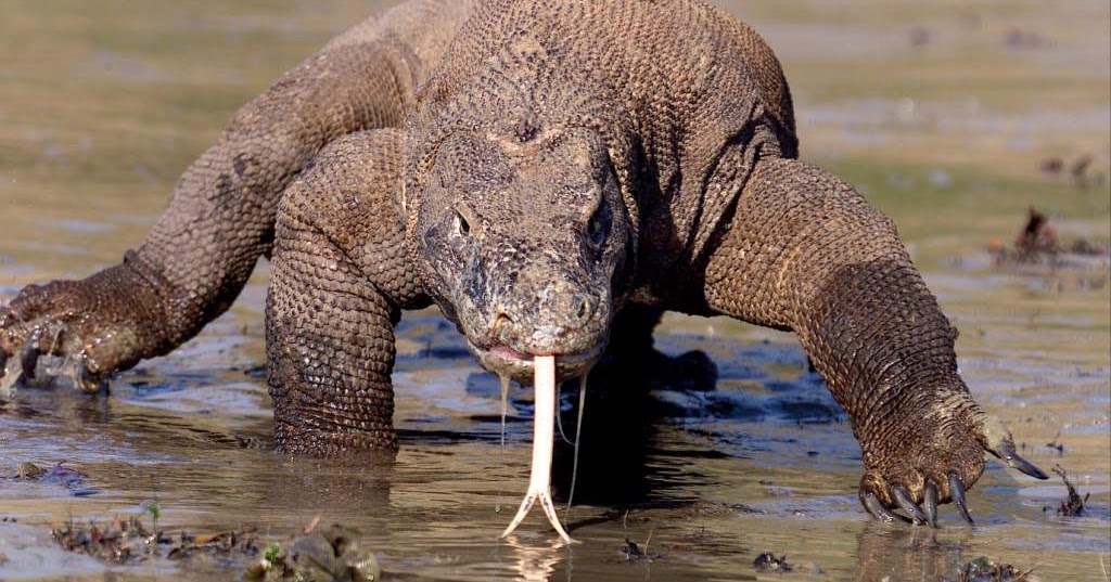 IMAGENES ETHEL: IMAGENES DE ANIMALES MAS FEROCES Y VENENOSAS DEL MUNDO