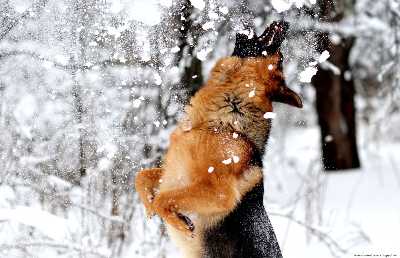 German Shepherd Dog Snow German Shepherd Dog Snow