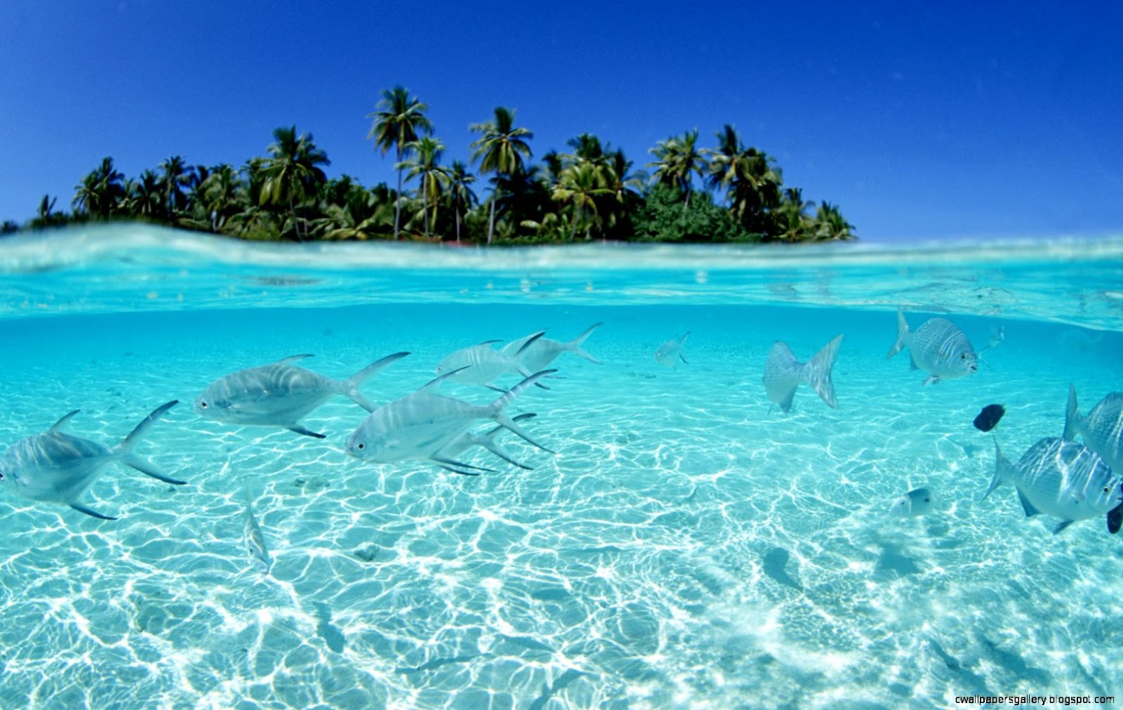 hawaii wallpaper hawaii wallpaper