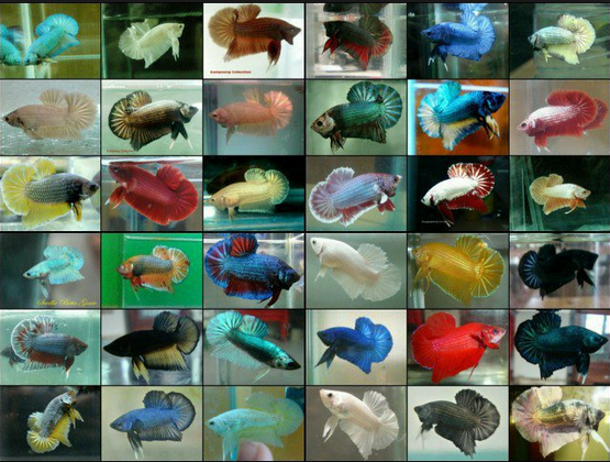 gambar hewan - foto ikan laga