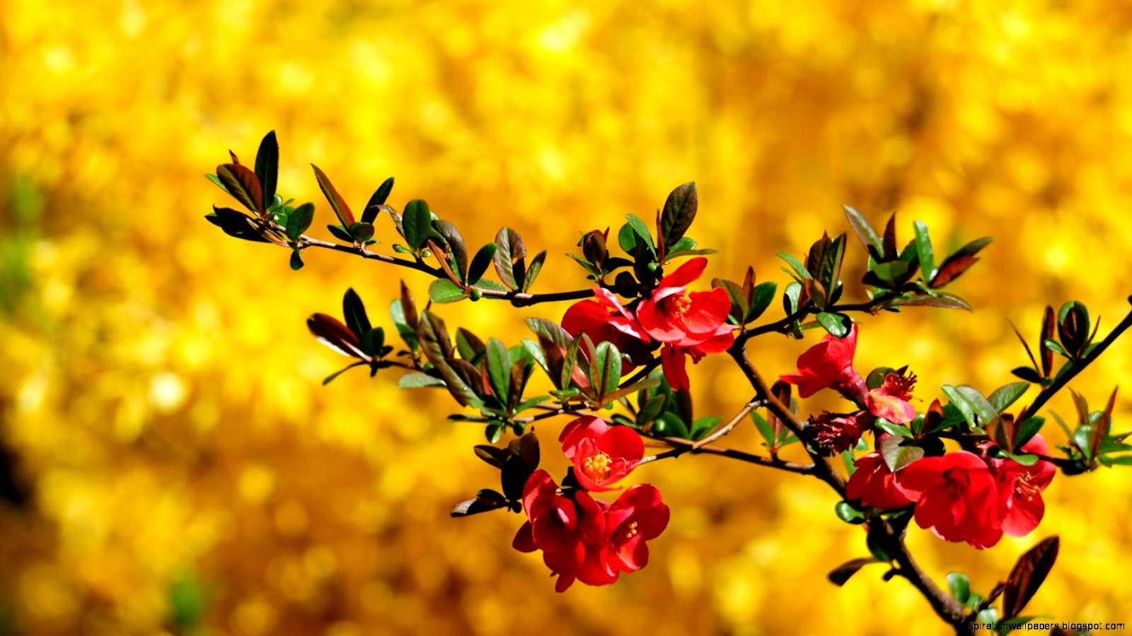 Beautiful Spring Flowers Beautiful Spring Flowers