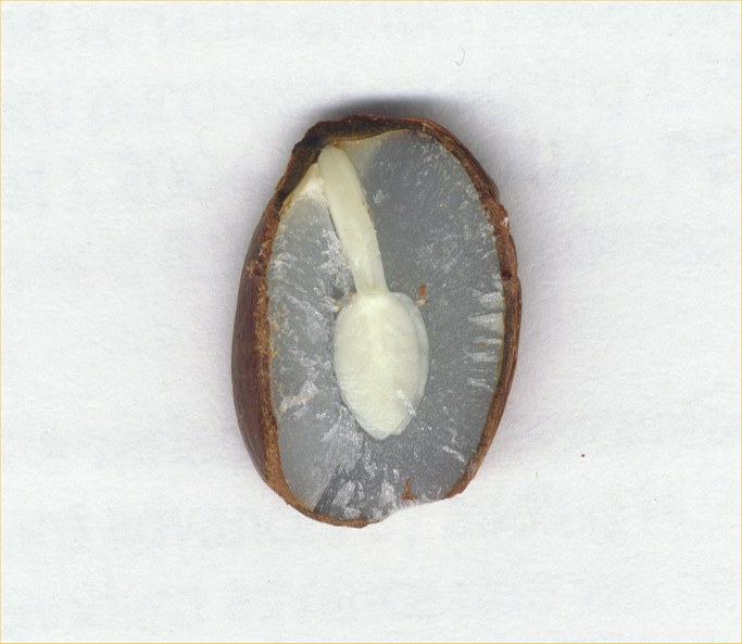 Persimmon Seed