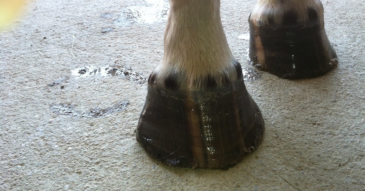 The Handy Horse Owner Hoof Flares