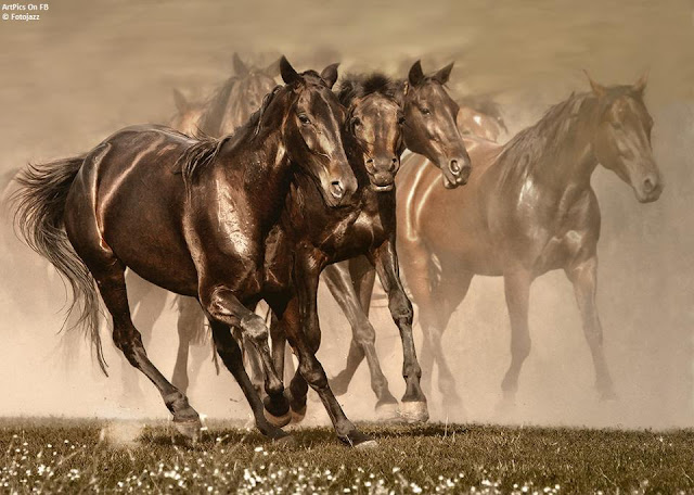  Fotojazz photography horses  