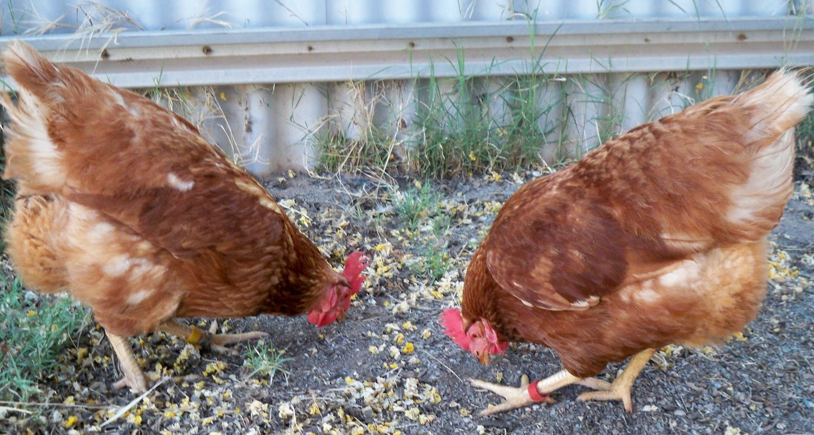 2 Happy Hens December 2011