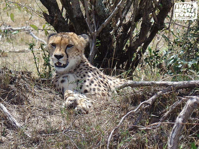 Safari game drive at Maasai Mara National Reserve in Kenya