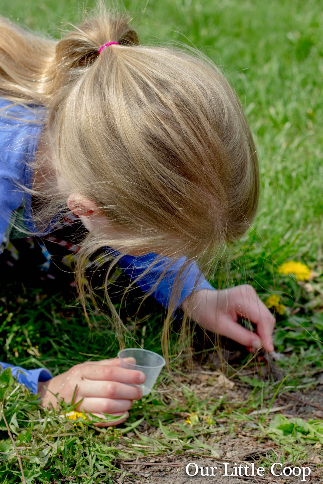 Our Little Coop Ant Farm in a Mason Jar