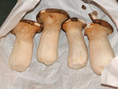 kruisdistel oesterzwam