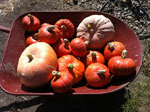 Pumpkin+Harvest+OS27.jpg