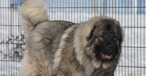 Dog Breeds In The World