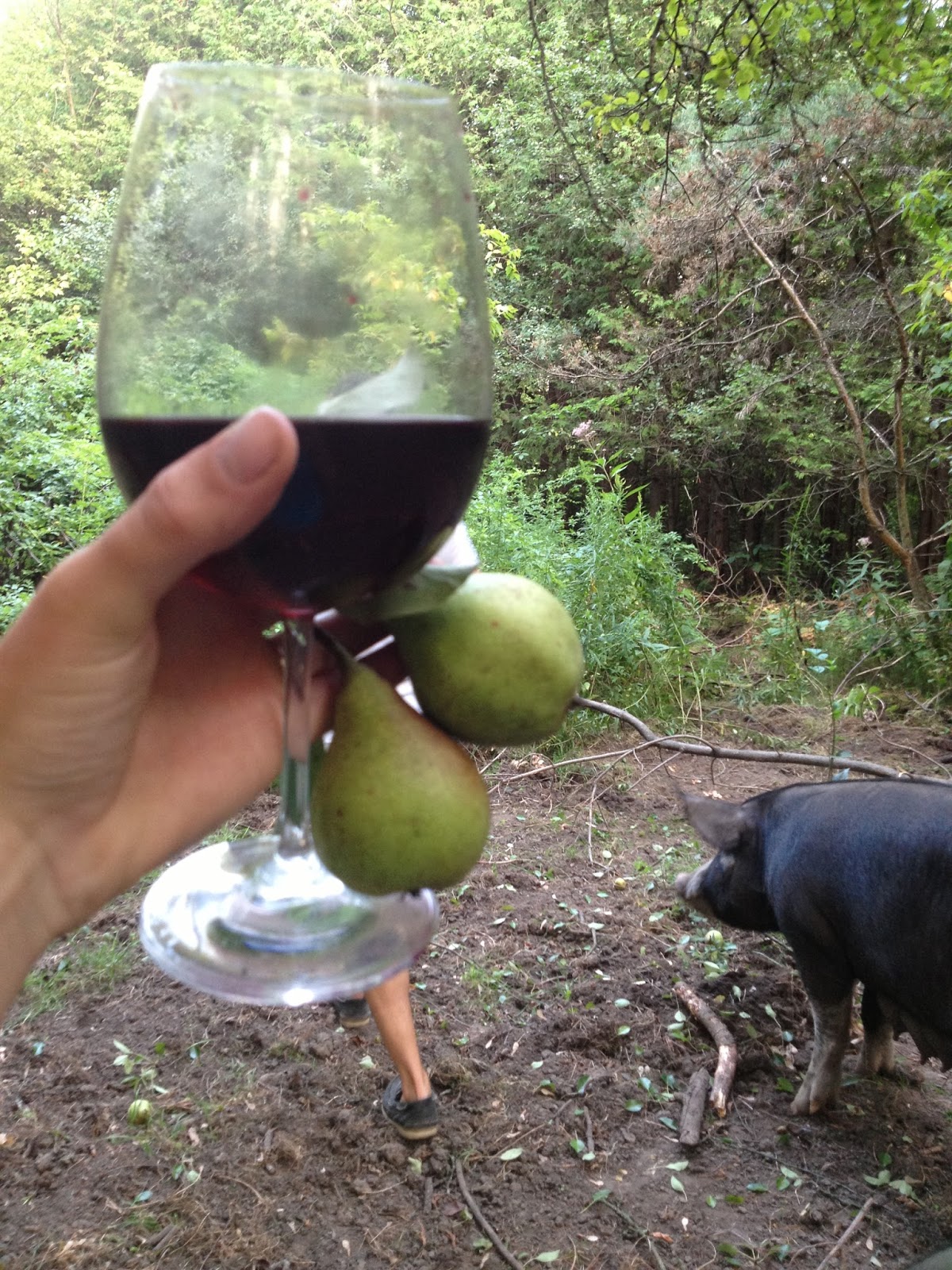 The Summer Homestead Discoveries Ontario Pear Trees