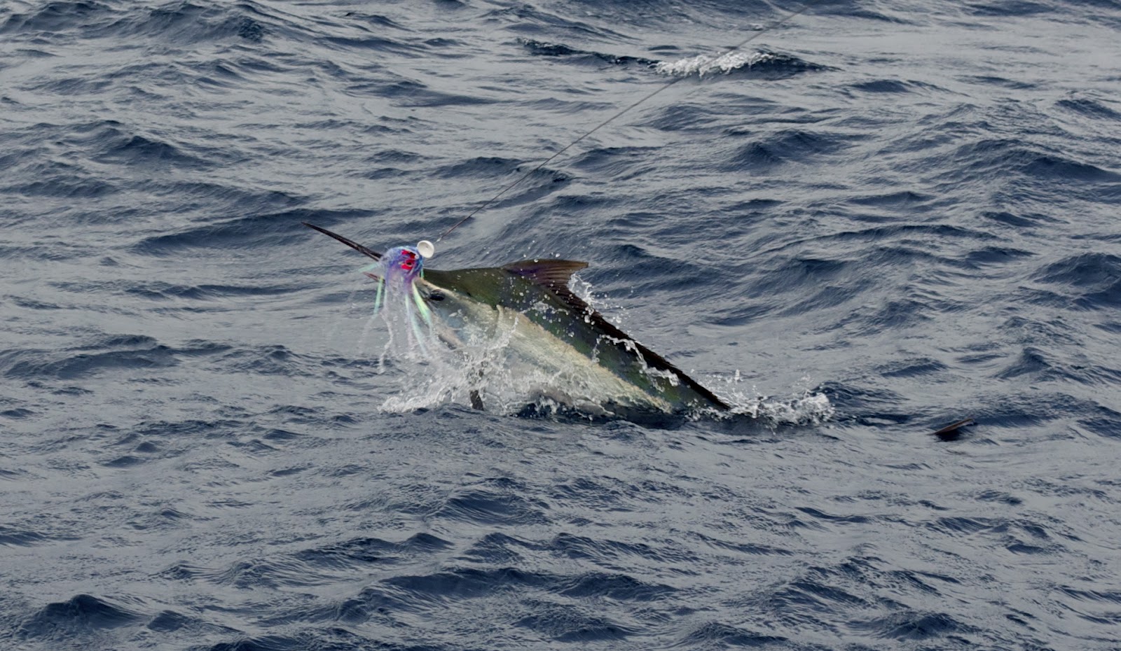 Plenty of juvenile black marlin …… | Cairns Marlin Fishing | Black